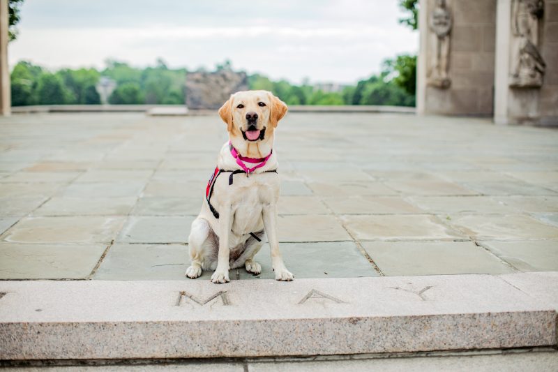 Josie Therapy Dog