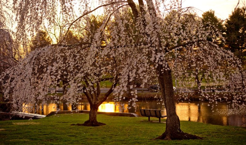 Cherry blossoms in full bloom at the Duck Pond