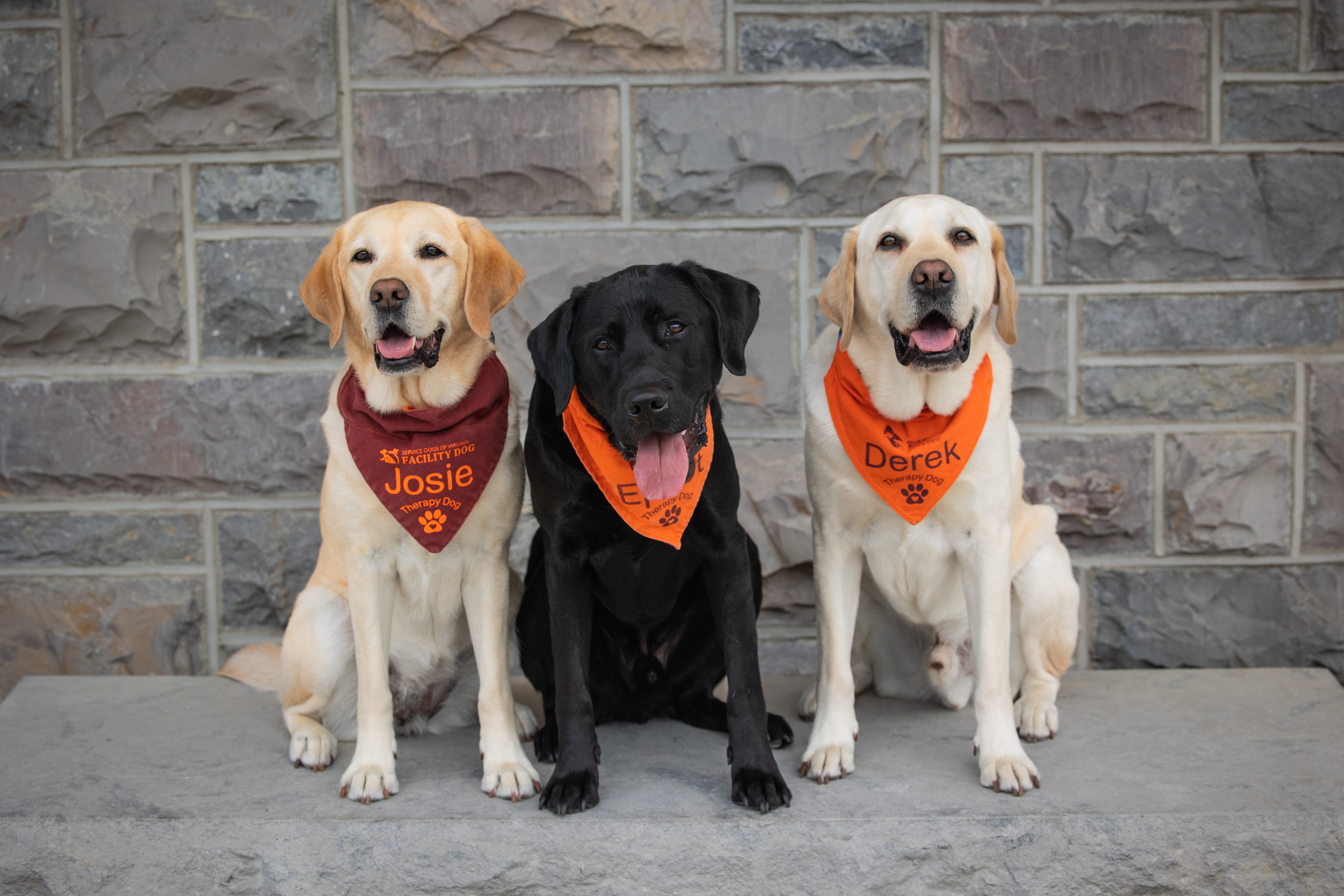VT Therapy dogs