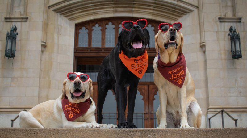 VT Therapy dogs